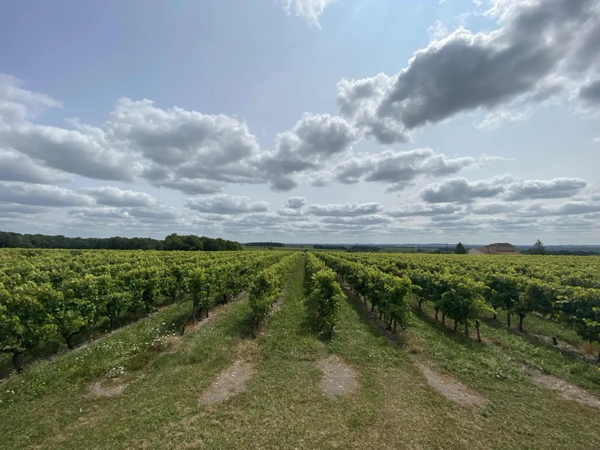 Vignobles et chemins de Grande Champagne