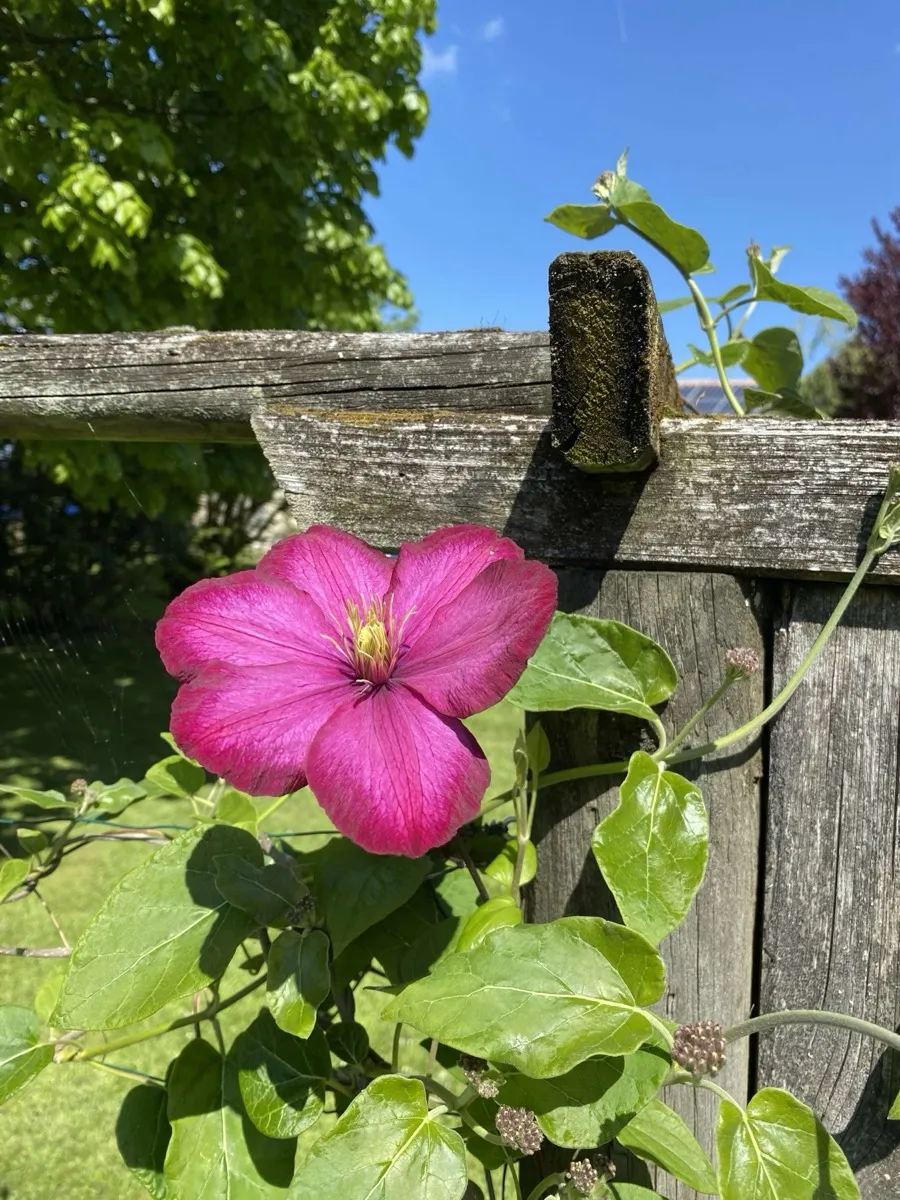 Fleur du jardin